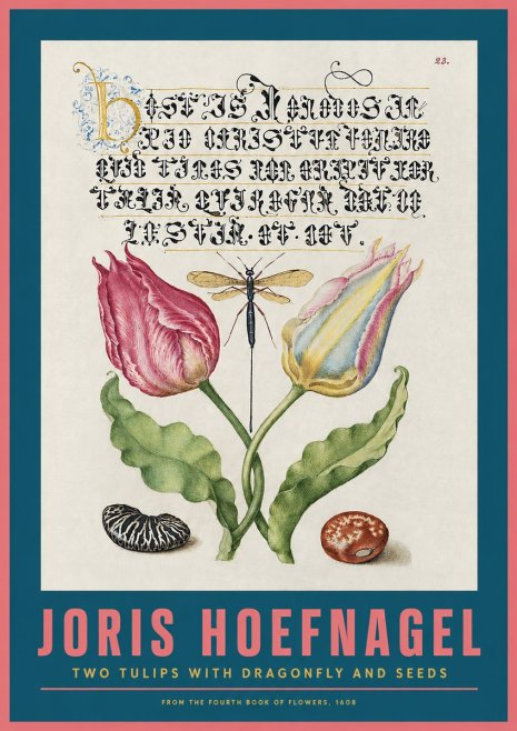 Joris Hoefnagel Two Tulips with Dragonfly and Seeds No2 - Póster