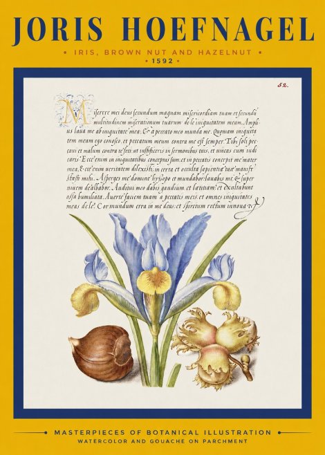 Joris Hoefnagel Iris, Brown Nut and Hazelnut No2 - Póster
