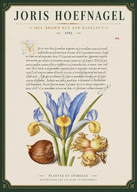 Joris Hoefnagel Iris, Brown Nut and Hazelnut No3 - Póster