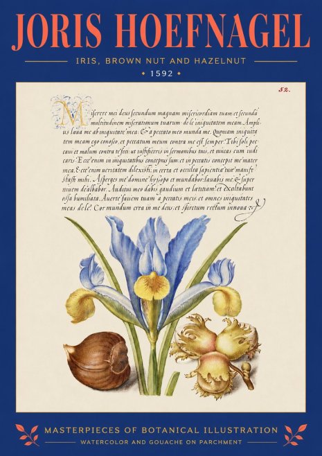 Joris Hoefnagel Iris, Brown Nut and Hazelnut No4 - Póster
