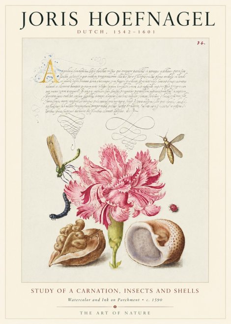 Joris Hoefnagel Study of a Carnation, Insects and Shells No1 - Póster