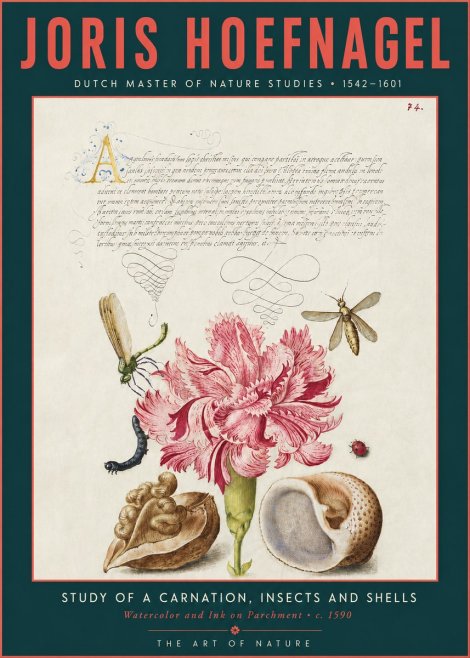 Joris Hoefnagel Study of a Carnation, Insects and Shells No3 - Póster