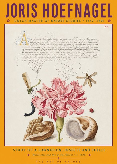 Joris Hoefnagel Study of a Carnation, Insects and Shells No4 - Póster