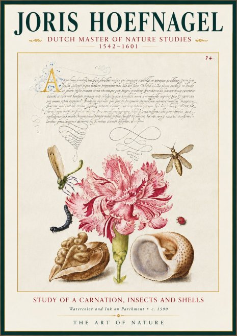 Joris Hoefnagel Study of a Carnation, Insects and Shells No5 - Póster