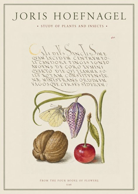 Joris Hoefnagel Study of Plants and Insects No1 - Póster