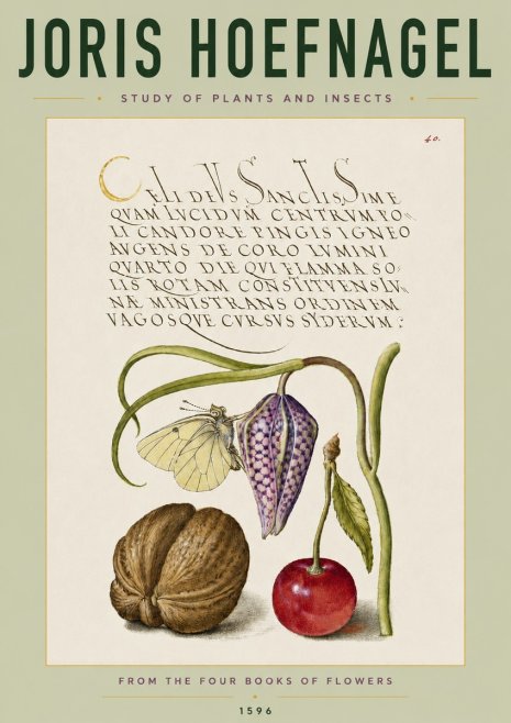 Joris Hoefnagel Study of Plants and Insects No4 - Póster