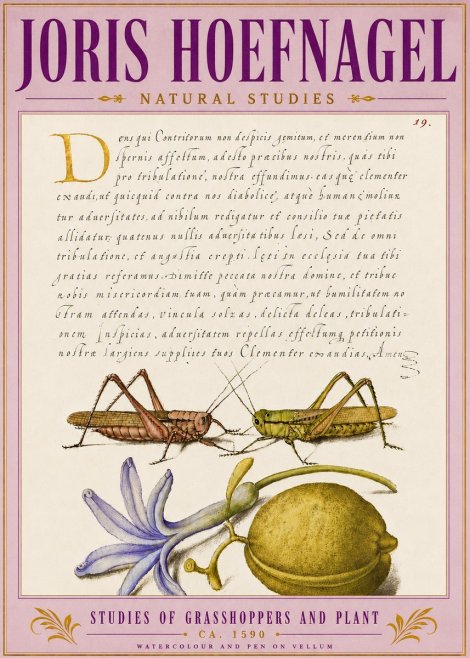 Joris Hoefnagel Studies of Grasshoppers and Plant No5 - Póster