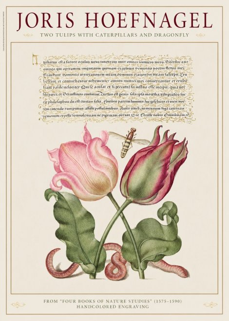 Joris Hoefnagel Two Tulips with Caterpillars and Dragonfly No1 - Póster