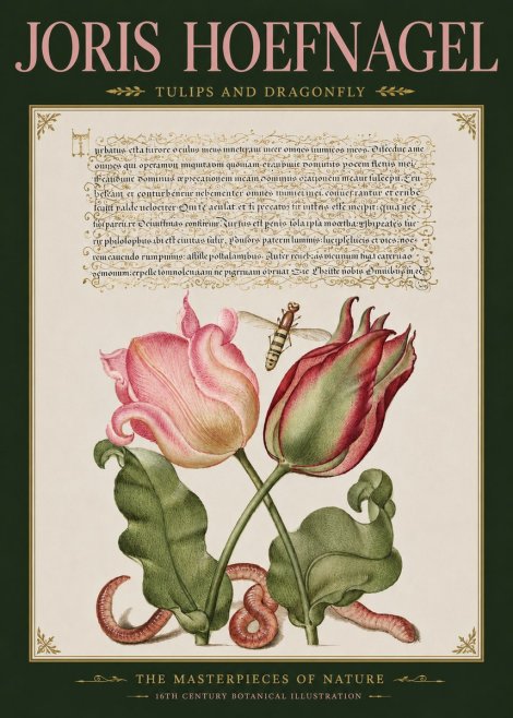Joris Hoefnagel Two Tulips with Caterpillars and Dragonfly No5 - Póster