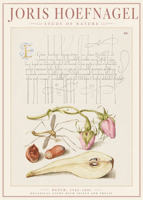 Joris Hoefnagel Studies of Plants, Insects and Fruits No3 - Póster