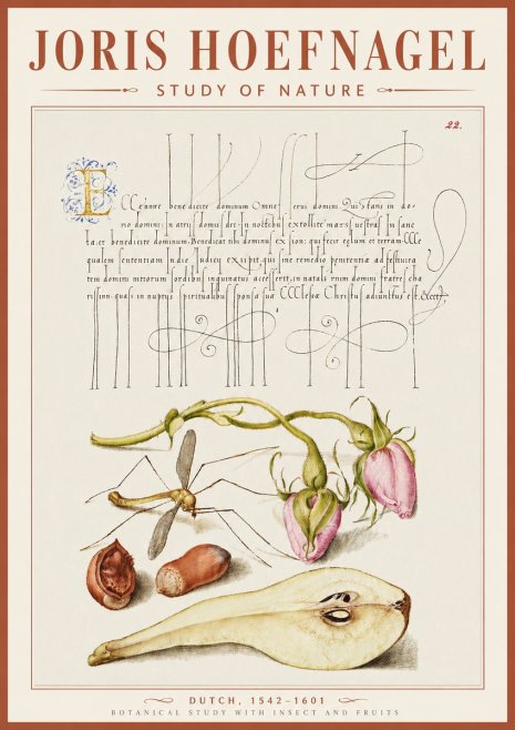 Joris Hoefnagel Studies of Plants, Insects and Fruits No5 - Póster