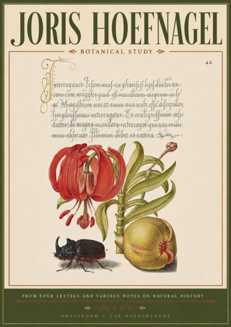 Joris Hoefnagel Botanical Study II No5 - Póster