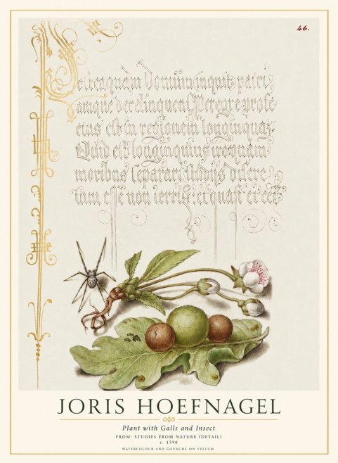 Joris Hoefnagel Plant with Galls and Insect No1 - Póster