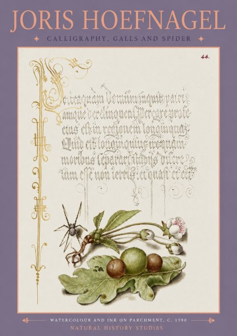 Joris Hoefnagel Plant with Galls and Insect No4 - Póster