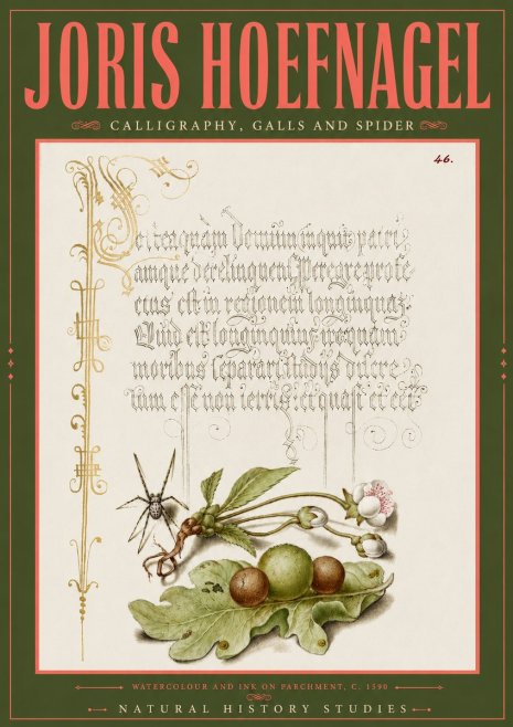 Joris Hoefnagel Plant with Galls and Insect No6 - Póster