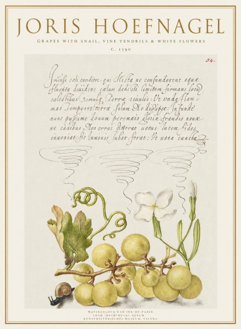 Joris Hoefnagel Grapes with Snail, Vine Tendrils & White Flowers No1 - Póster