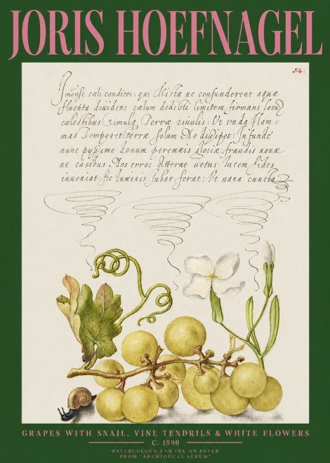 Joris Hoefnagel Grapes with Snail, Vine Tendrils & White Flowers No2 - Póster