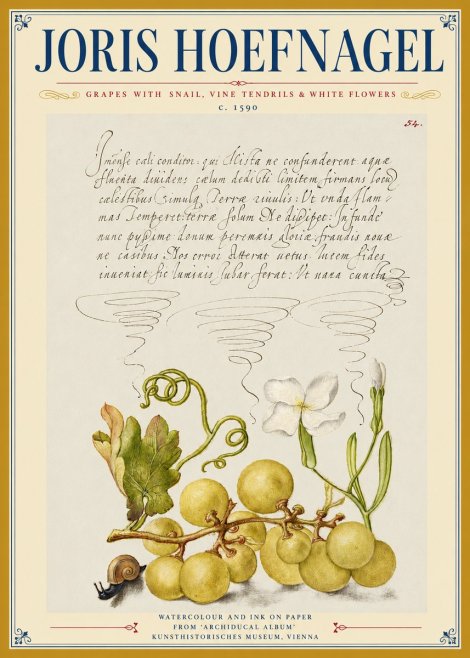 Joris Hoefnagel Grapes with Snail, Vine Tendrils & White Flowers No3 - Póster