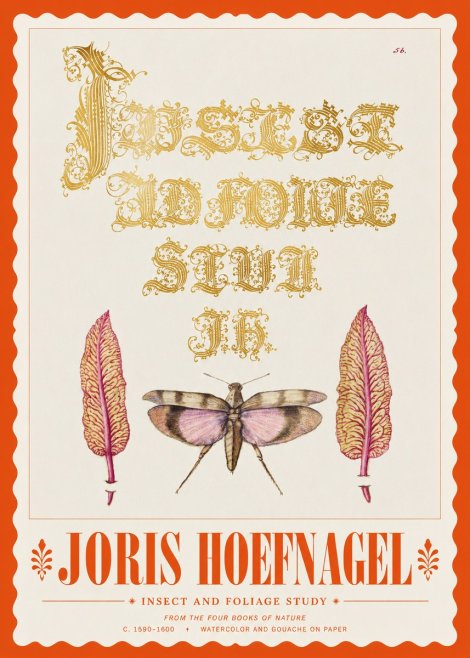 Joris Hoefnagel Insect and Foliage Study No3 - Póster