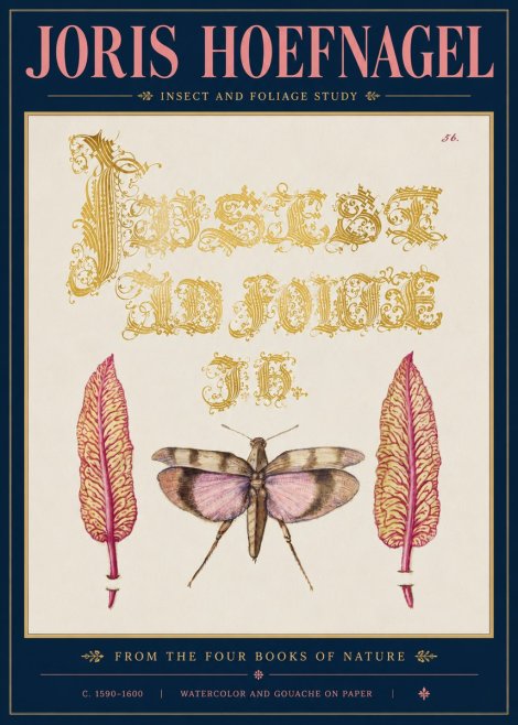 Joris Hoefnagel Insect and Foliage Study No5 - Póster