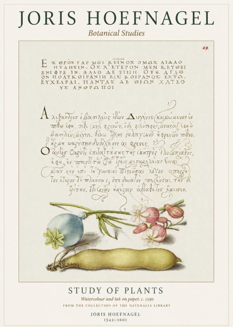Joris Hoefnagel Study of Plants I No1 - Póster