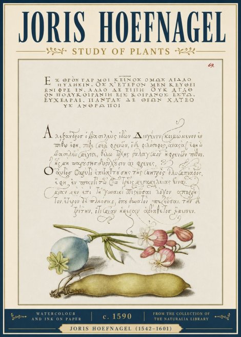Joris Hoefnagel Study of Plants I No4 - Póster