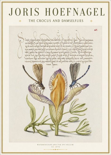 Joris Hoefnagel The Crocus and Damselflies No1 - Póster