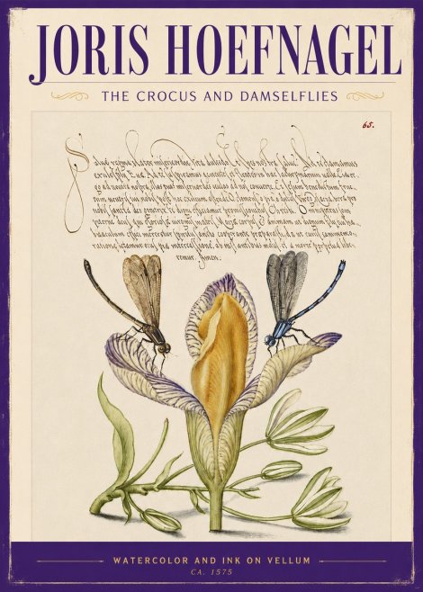 Joris Hoefnagel The Crocus and Damselflies No2 - Póster