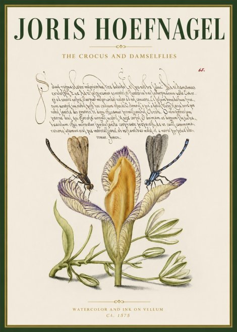 Joris Hoefnagel The Crocus and Damselflies No3 - Póster