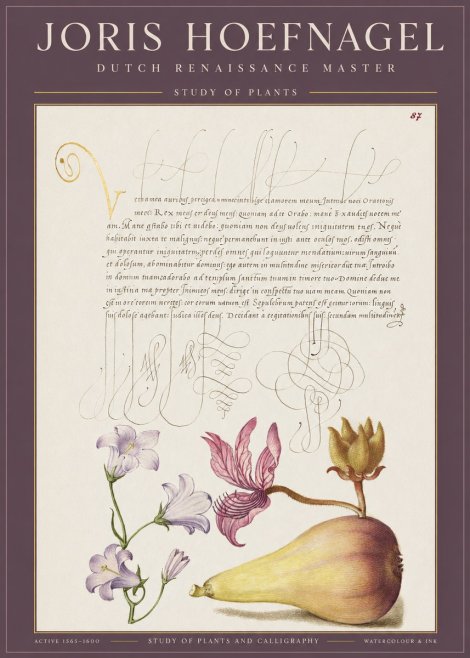 Joris Hoefnagel Study of Plants II No1 - Póster