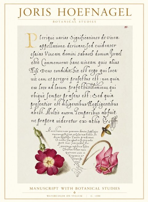 Joris Hoefnagel Manuscript with Botanical Studies No1 - Póster