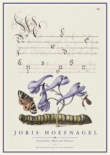 Joris Hoefnagel Caterpillar, Moth and Flowers No1 - Póster