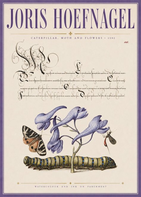 Joris Hoefnagel Caterpillar, Moth and Flowers No3 - Póster