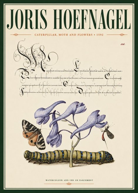 Joris Hoefnagel Caterpillar, Moth and Flowers No4 - Póster