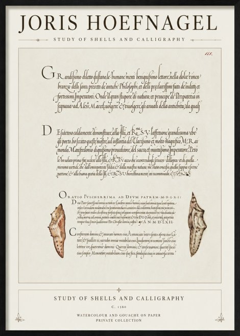 Joris Hoefnagel Study of Shells and Calligraphy No1 - Póster
