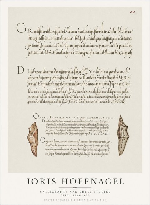 Joris Hoefnagel Study of Shells and Calligraphy No2 - Póster