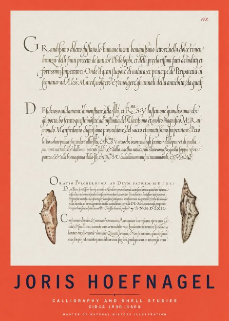 Joris Hoefnagel Study of Shells and Calligraphy No3 - Póster
