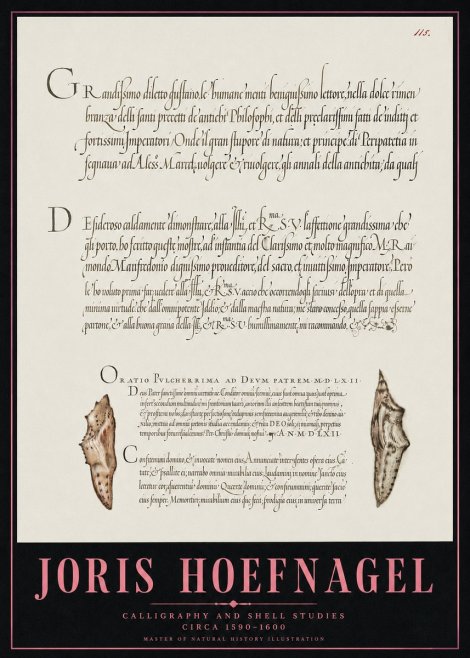Joris Hoefnagel Study of Shells and Calligraphy No5 - Póster