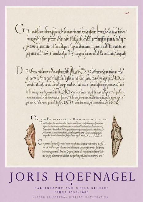 Joris Hoefnagel Study of Shells and Calligraphy No6 - Póster