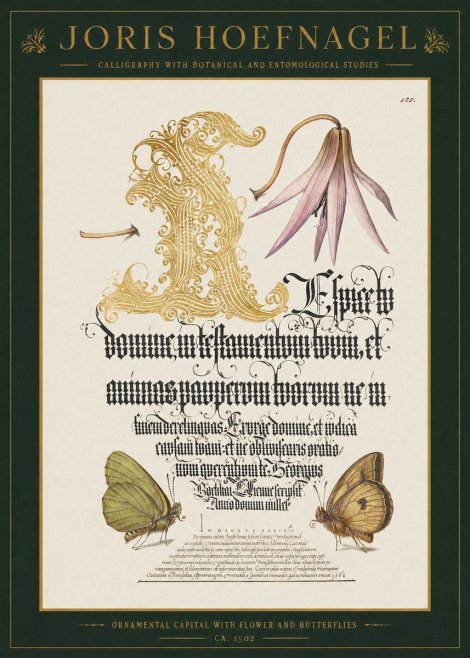 Joris Hoefnagel Ornamental Capital with Flower and Butterflies No1 - Póster