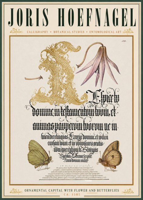 Joris Hoefnagel Ornamental Capital with Flower and Butterflies No3 - Póster