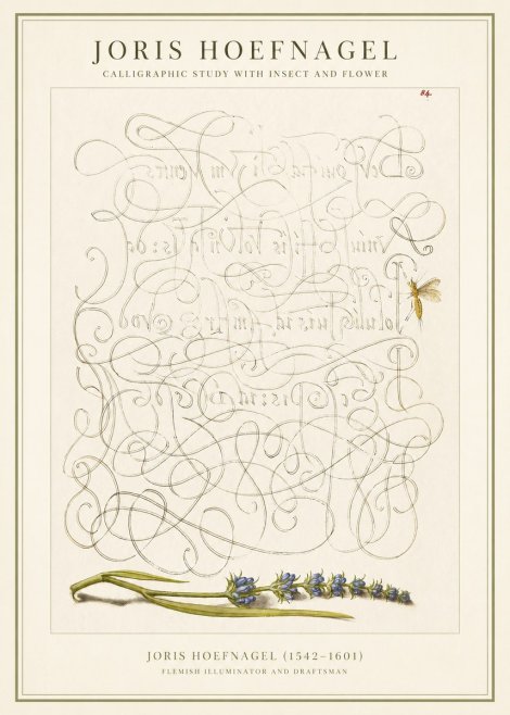 Joris Hoefnagel Calligraphic Study with Insect and Flower No1 - Póster