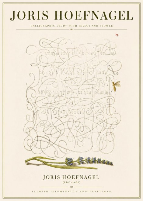 Joris Hoefnagel Calligraphic Study with Insect and Flower No3 - Póster