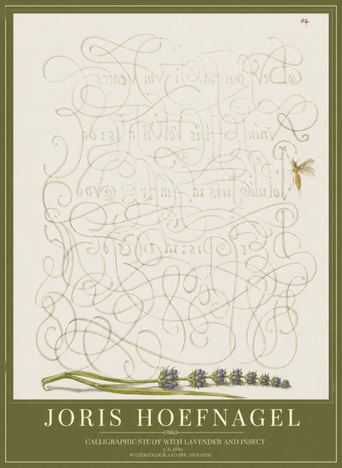Joris Hoefnagel Calligraphic Study with Insect and Flower No5 - Póster