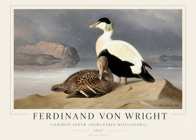 Ferdinand von Wright Common Eider (Somateria Mollissima) No1 - Póster