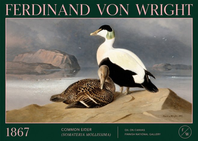 Ferdinand von Wright Common Eider (Somateria Mollissima) No2 - Póster