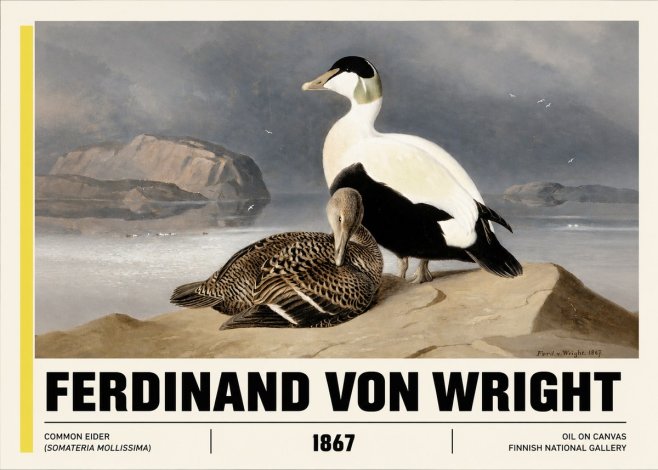 Ferdinand von Wright Common Eider (Somateria Mollissima) No3 - Póster