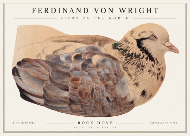 Ferdinand von Wright Turtle Dove Study No2 - Póster