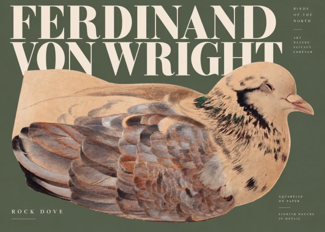 Ferdinand von Wright Turtle Dove Study No3 - Póster