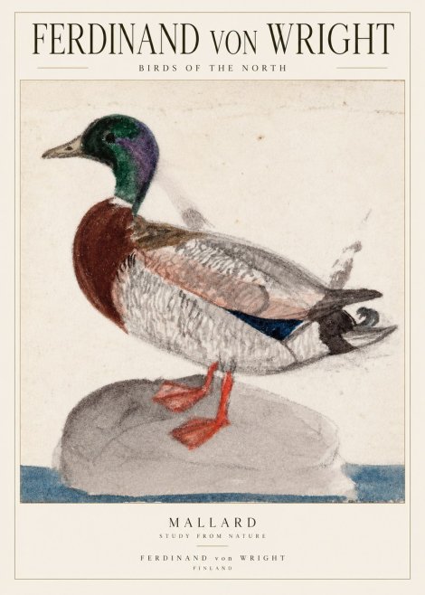 Ferdinand von Wright Mallard No2 - Póster